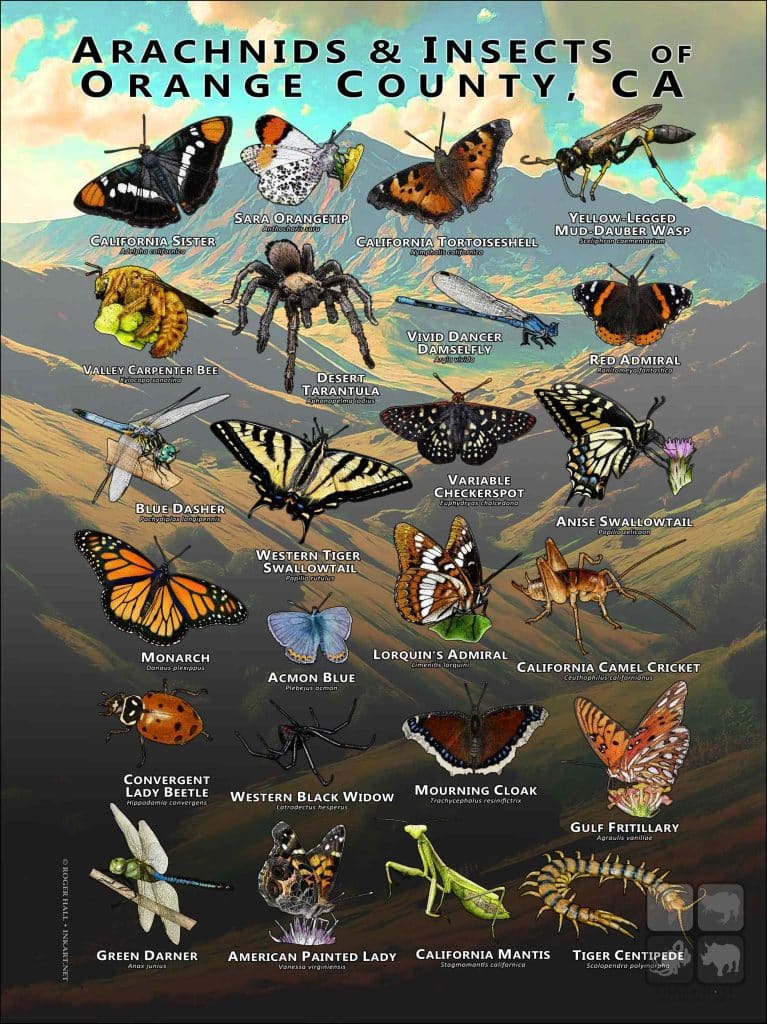 Arachnids & Insects of Orange County Poster Print