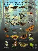 Arachnids & Insects of Pierce County, Washington poster print