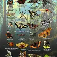 Arachnids & Insects of Pierce County, Washington poster print