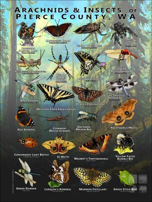 Arachnids & Insects of Pierce County, Washington poster print