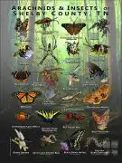 Fine art poster featuring various species of Arachnids & Insects native to Shelby County, Tennessee