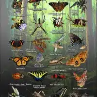 Fine art poster featuring various species of Arachnids & Insects native to Shelby County, Tennessee