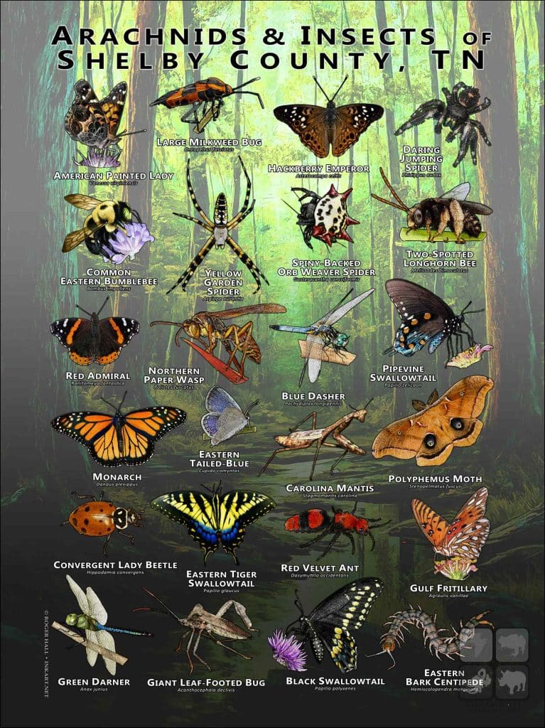 Middle Tennessee Insect Arachnids & Insects of Shelby County, TN Poster Print