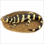 Barred Tiger Salamander illustration