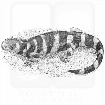 Barred Tiger Salamander black and white drawing