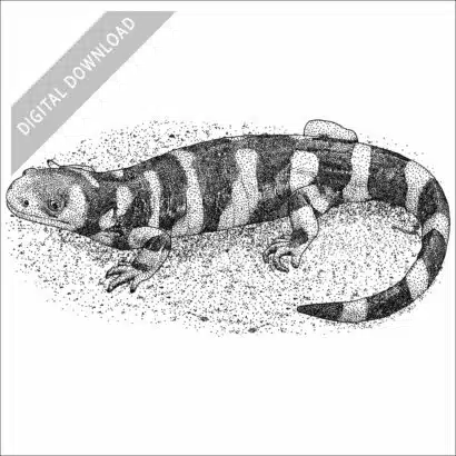 Barred Tiger Salamander black and white stock drawing
