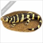 Barred Tiger Salamander stock art drawing
