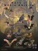 Poster design featuring various species of Bats of North America