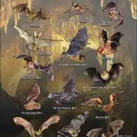 Poster design featuring various species of Bats of North America