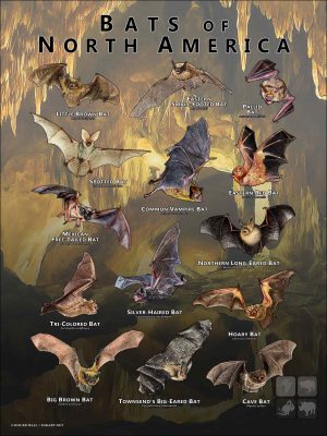 Poster design featuring various species of Bats of North America