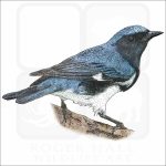 Black-Throated Blue Warbler drawing