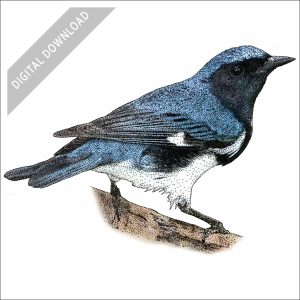 Black-Throated Blue Warbler stock art drawing