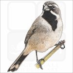 Black-Throated Sparrow drawing