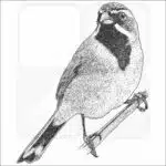 Black-Throated Sparrow black and white drawing