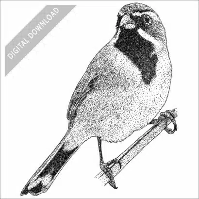 Black-Throated Sparrow black and white stock art drawing