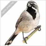 Black-Throated Sparrow stock art drawing