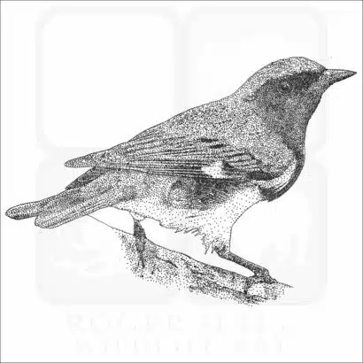 Black-throated Blue Warbler black and white drawing