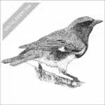 Black-throated Blue Warbler black and white stock image