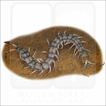 Eastern Bark Centipede illustration