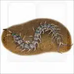 Eastern Bark Centipede illustration