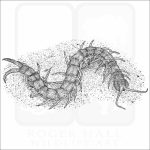Eastern Bark Centipede black and white drawing