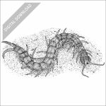 Eastern Bark Centipede black and white stock drawing