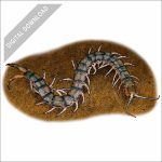 Eastern Bark Centipede stock art drawing