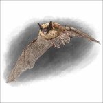 Eastern Small-Footed Bat drawing