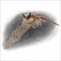 Eastern Small-Footed Bat drawing