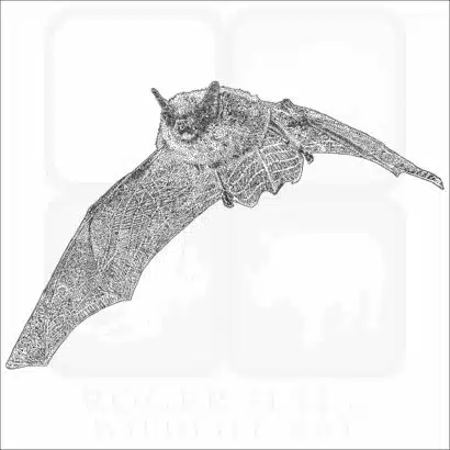 Eastern Small-Footed Bat black and white drawing