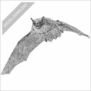 Eastern Small-Footed Bat black and white stock art illustration