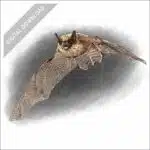 Eastern Small-Footed Bat stock art drawing