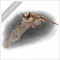 Eastern Small-Footed Bat stock art drawing