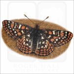 Edith's Checkerspot drawing