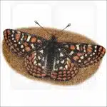 Edith's Checkerspot drawing