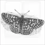Edith's Checkerspot Butterfly black and white drawing