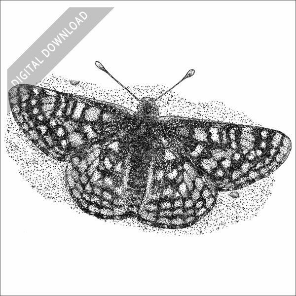 Edith's Checkerspot black and white stock art drawing