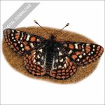 Edith's Checkerspot stock art drawing