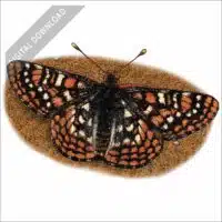 Edith's Checkerspot stock art drawing