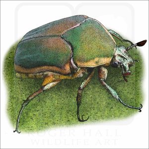 Green June Beetle drawing