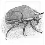 Green June Beetle black and white drawing