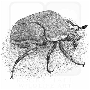 Green June Beetle black and white drawing