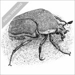 Green June Beetle black and white stock drawing