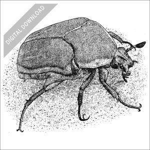 Green June Beetle black and white stock drawing