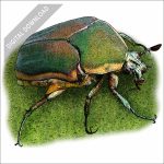 Green June Beetle stock art drawing