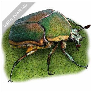 Green June Beetle stock art drawing