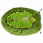 Green Stink Bug illustration