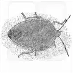Green Stink Bug black and white drawing