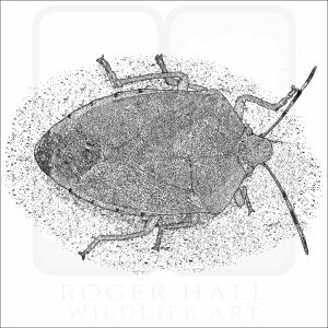 Green Stink Bug black and white drawing