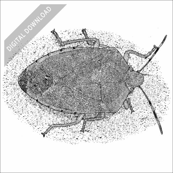 Green Stink Bug black and white stock art drawing